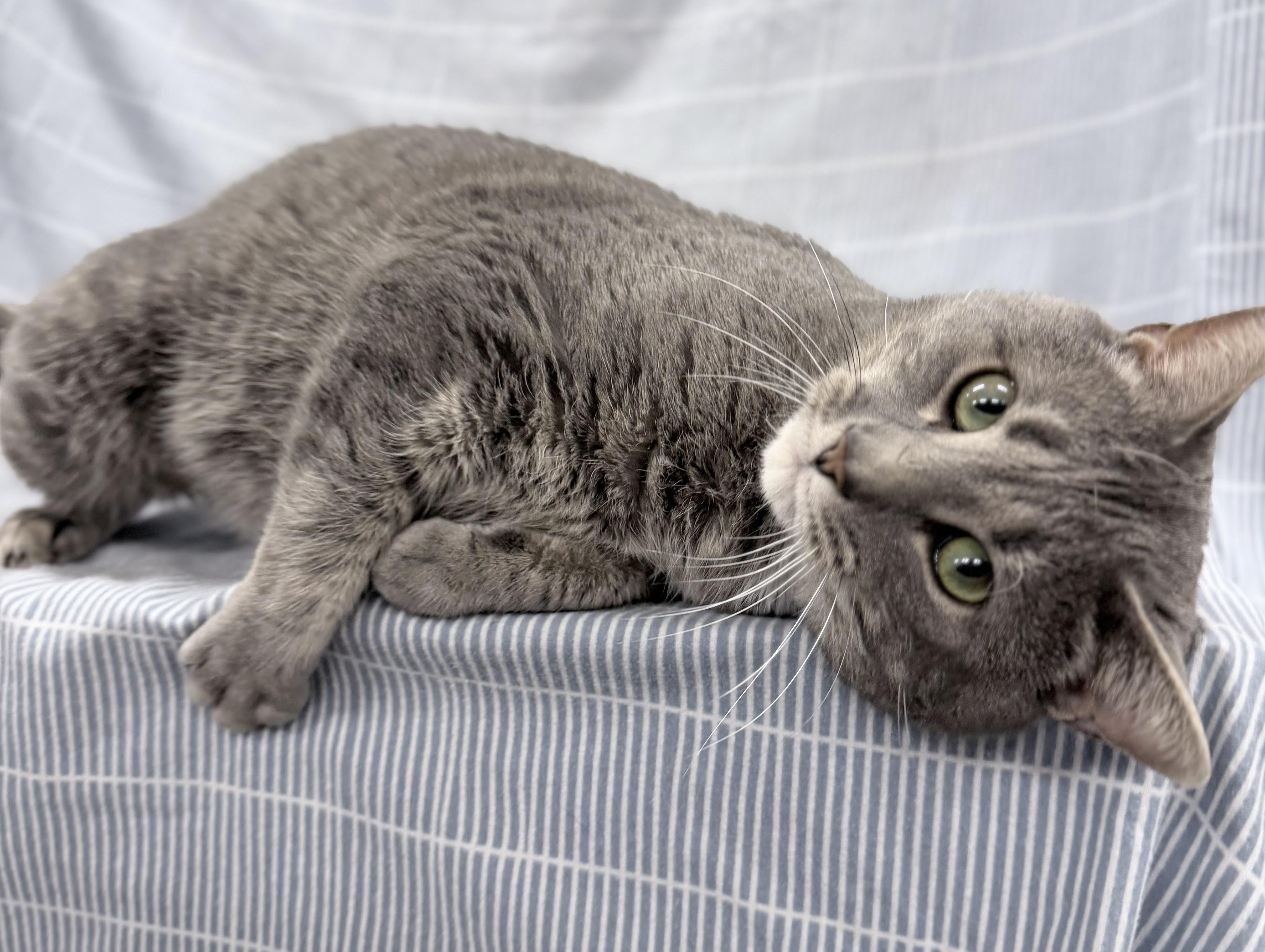 Judge, adopted, Adult Male Domestic Short Hair.