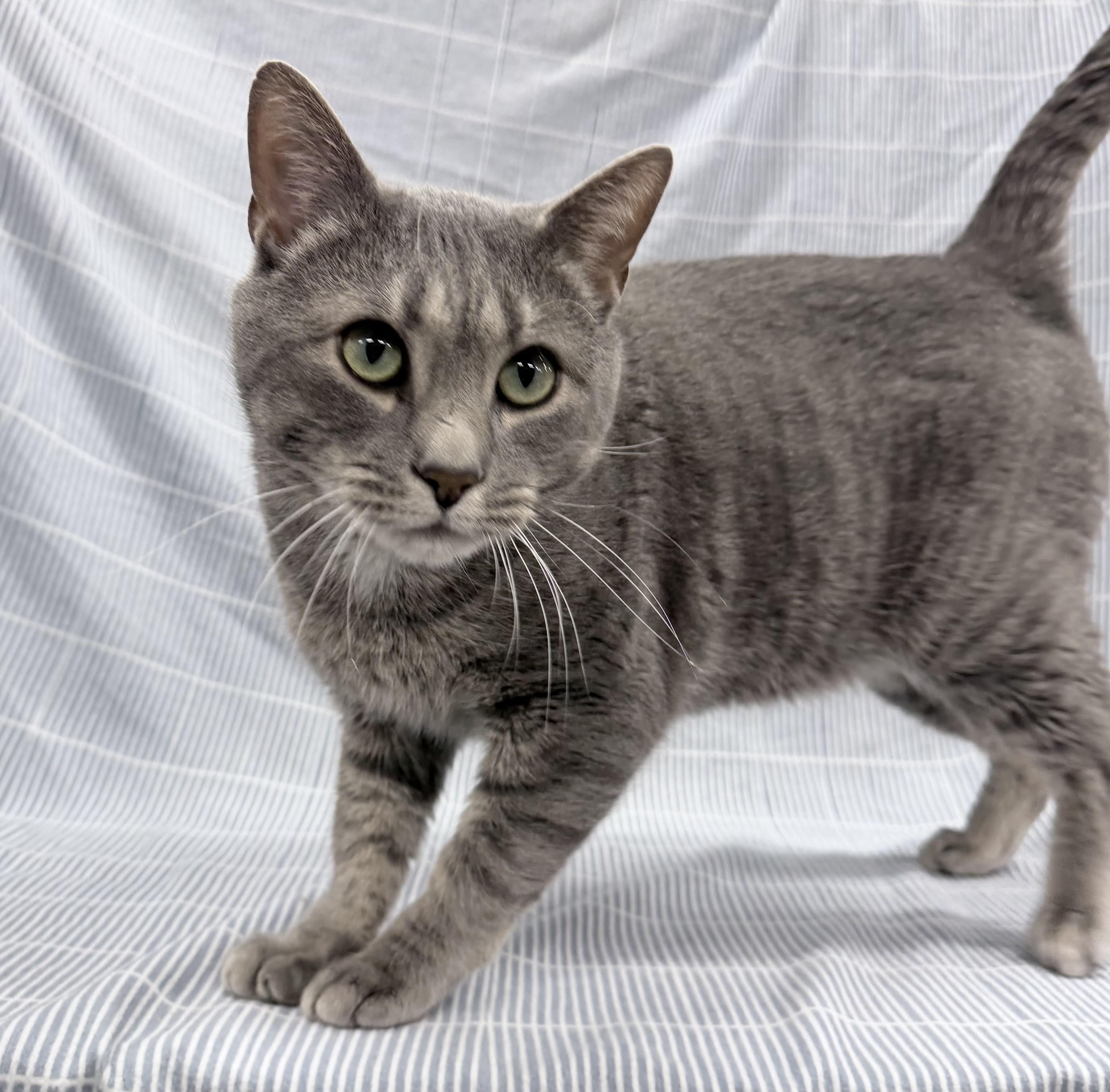 Enlarge Judge, an adopted Domestic Short Hair in Brooks, ME image 2/2