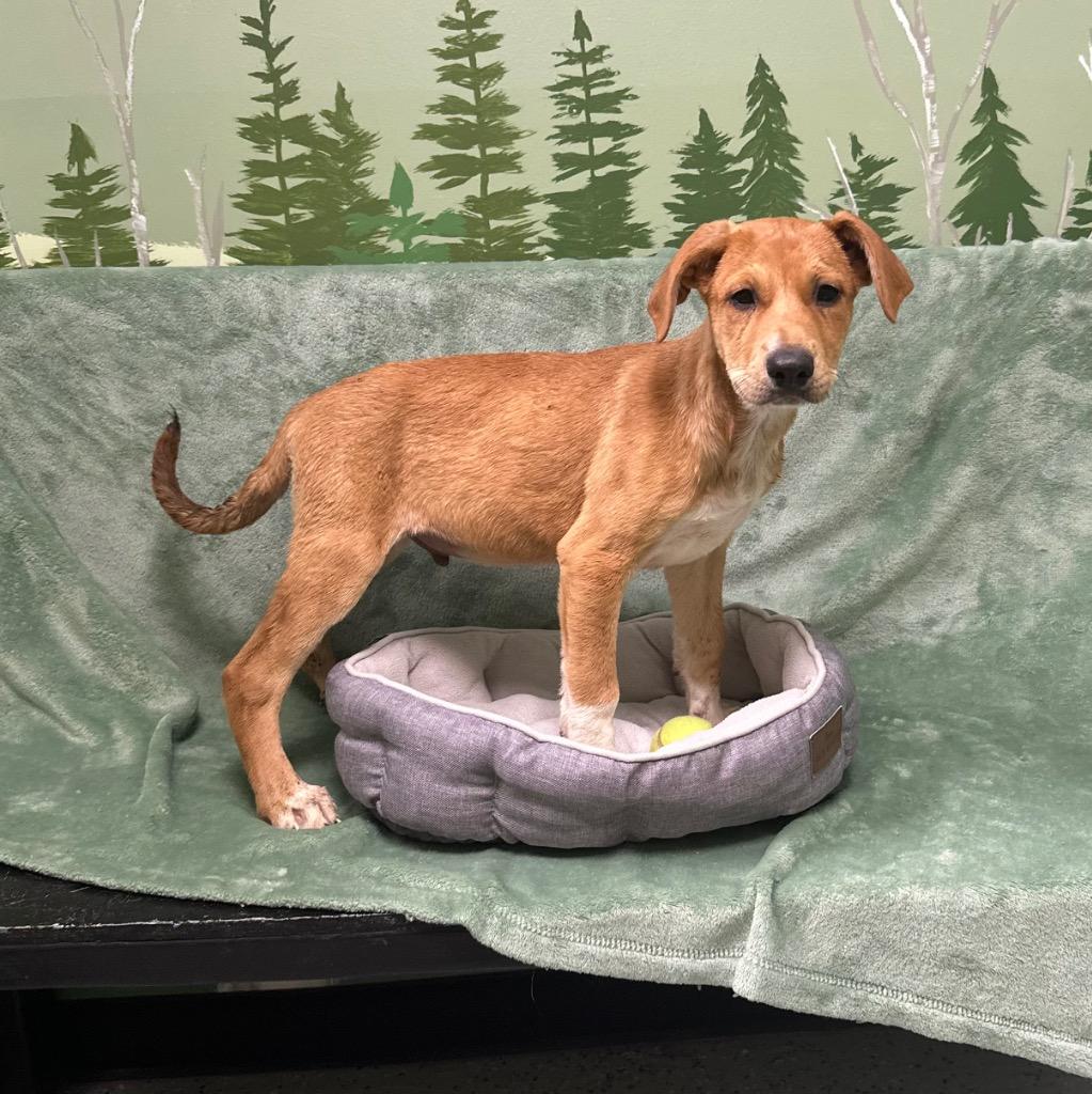 Stetson, Adoptable, Puppy Male Doberman Pinscher.