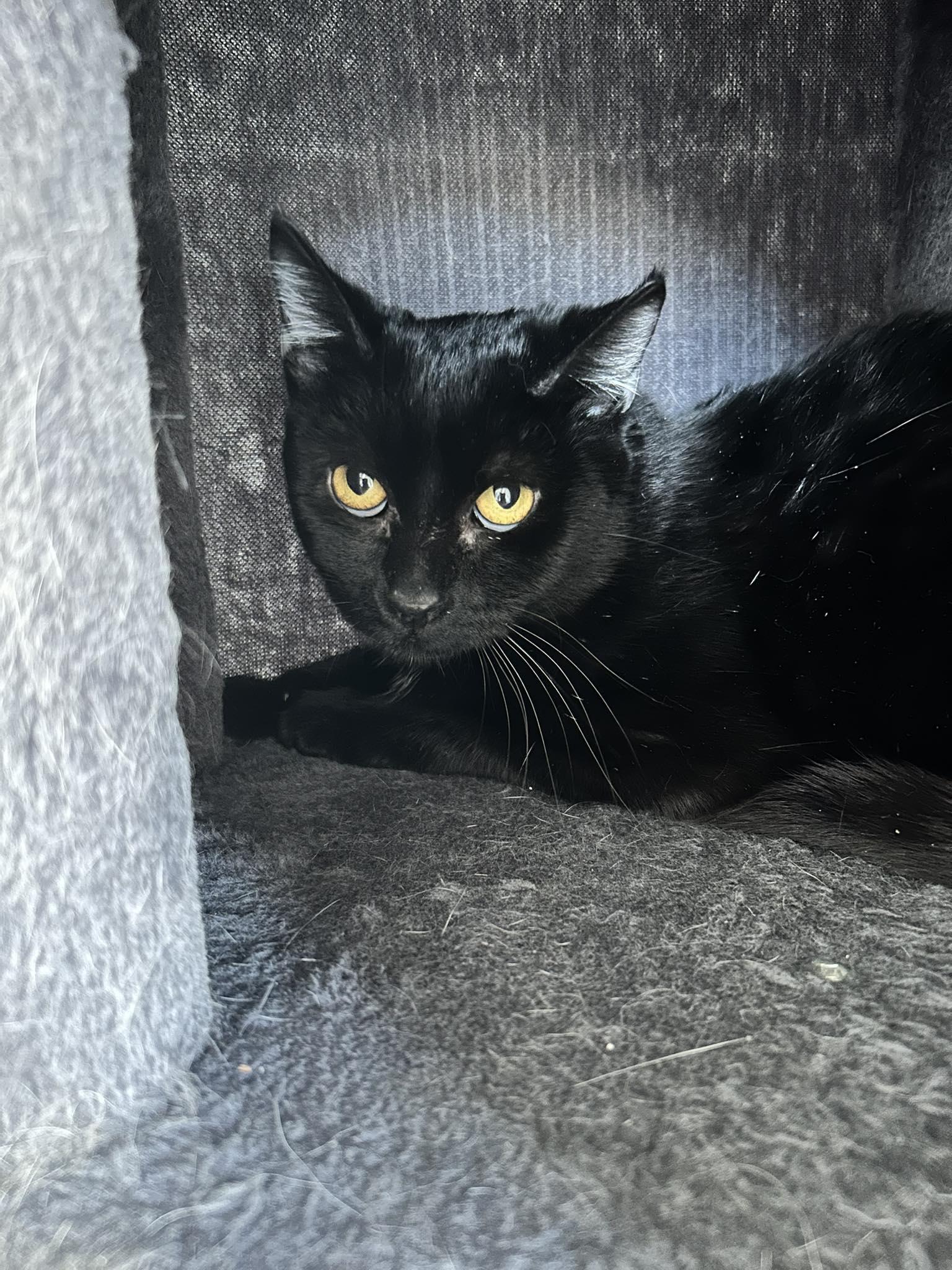 Trina — thumbnail 2