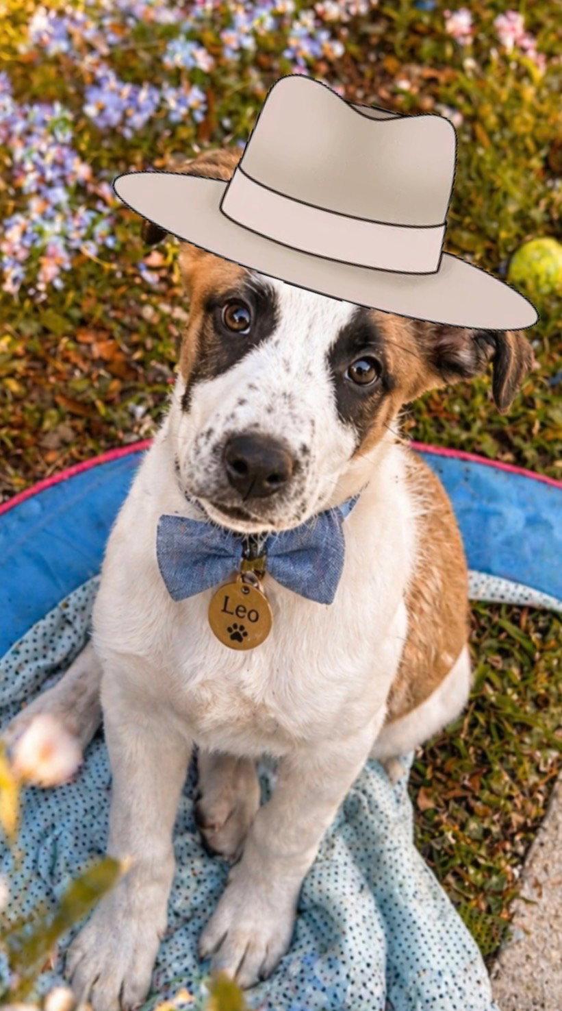 Leo, Adopted, Puppy Male Border Collie.