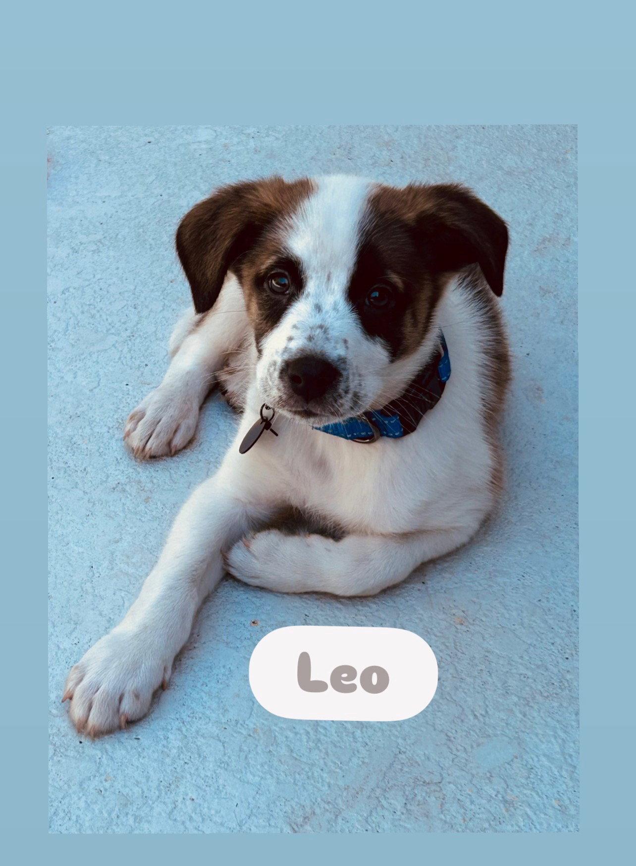 Enlarge Leo, a Adopted Border Collie in Winter Park, FL image 2/2
