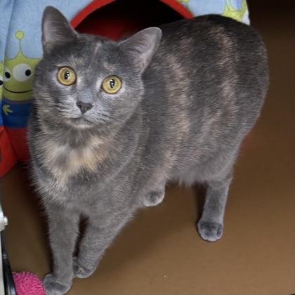 Lola $25, Adoptable, Adult Female Domestic Short Hair & Domestic Short Hair.