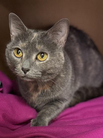 Lola $25, Adoptable, Adult Female Domestic Short Hair & Domestic Short Hair.