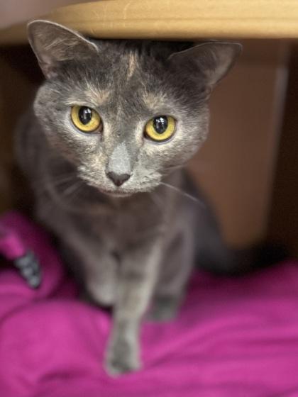 Enlarge Lola $25, a Adoptable Domestic Short Hair in Seneca, SC image 2/3