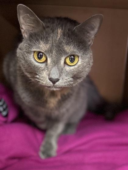 Enlarge Lola $25, a Adoptable Domestic Short Hair in Seneca, SC image 3/3