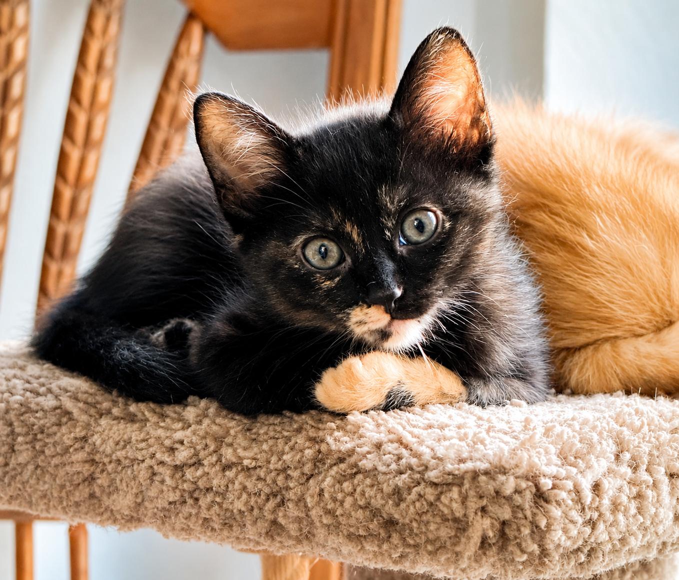 Swiss - Last of her Litter, a Adoptable Tortoiseshell in Houston, TX image 5/6