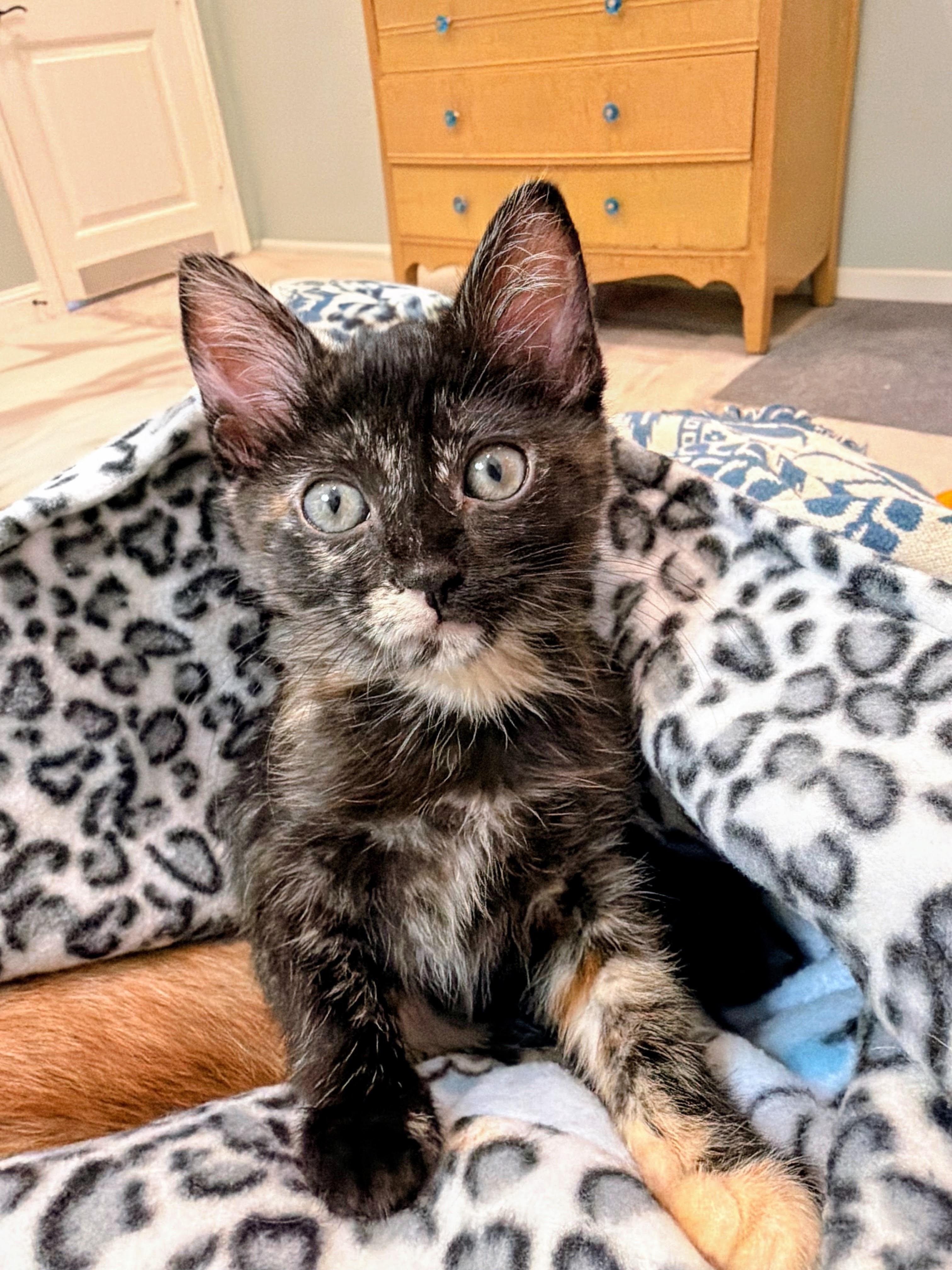Swiss - Last of her Litter, a Adoptable Tortoiseshell in Houston, TX image 4/6