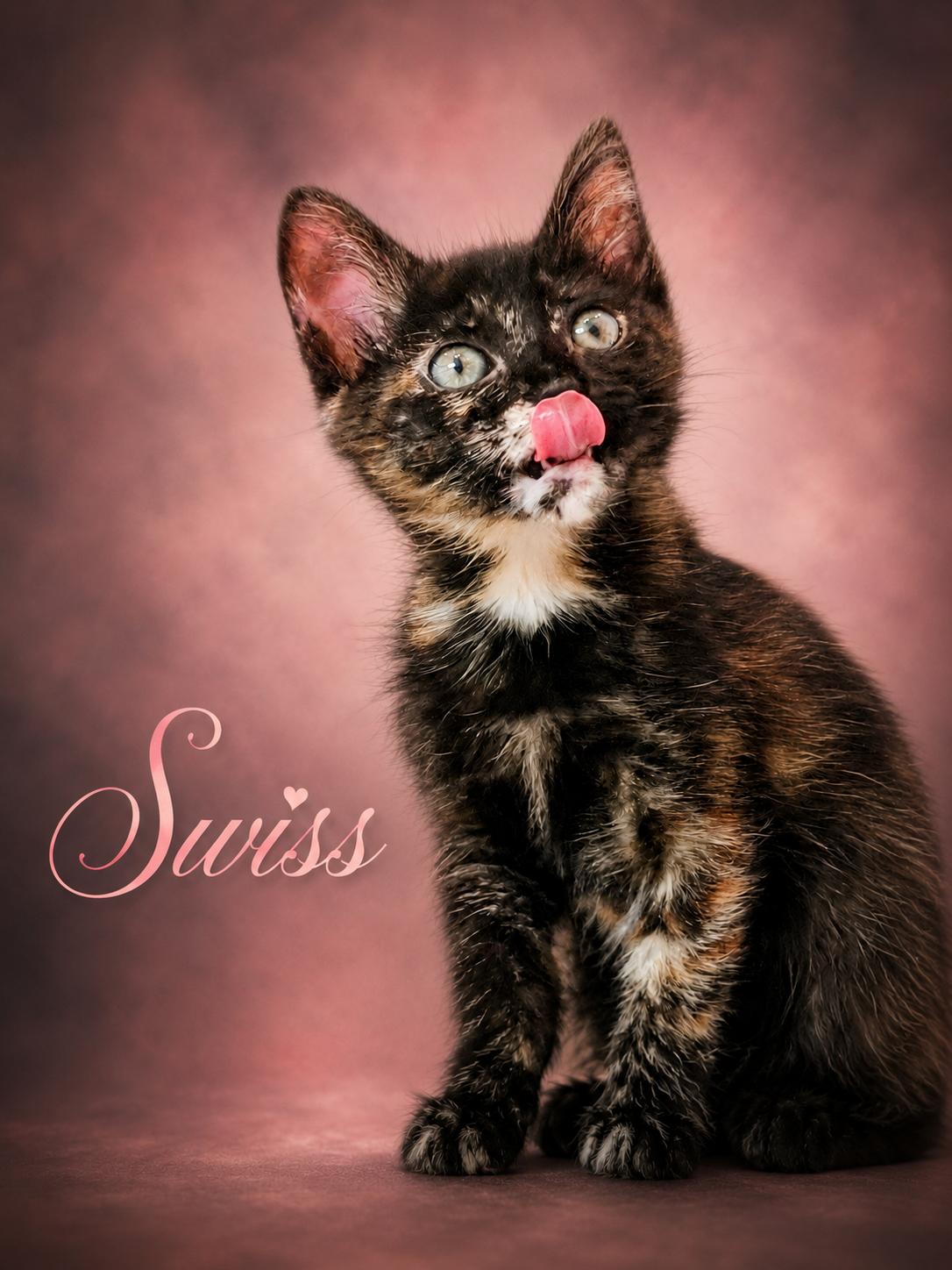 Swiss - Last of her Litter, Adoptable, Kitten Female Tortoiseshell.