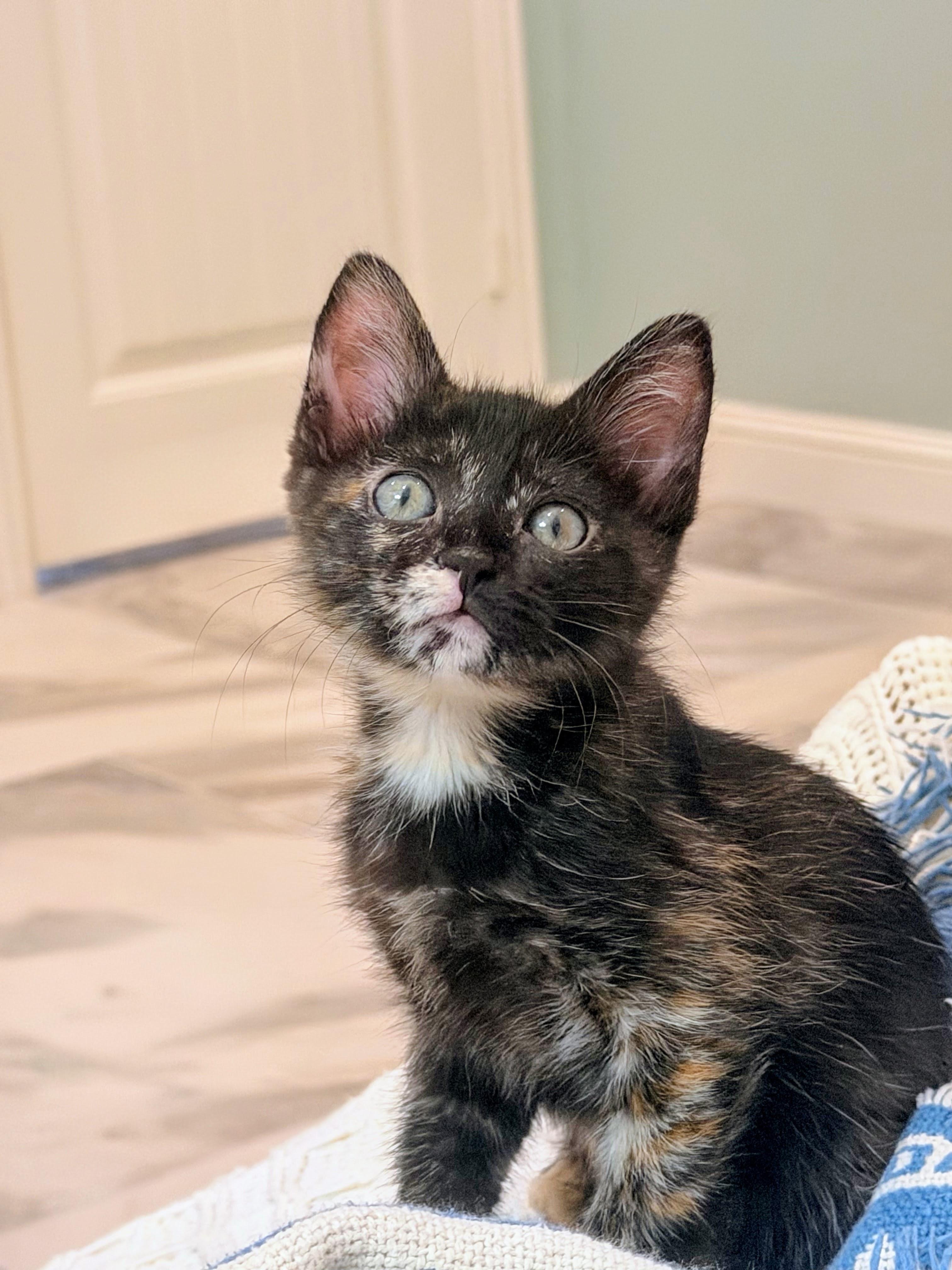 Swiss - Last of her Litter, a Adoptable Tortoiseshell in Houston, TX image 2/6