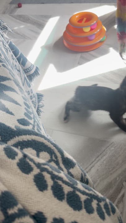 Enlarge Swiss - Last of her Litter, a Adoptable Tortoiseshell in Houston, TX video 3/6