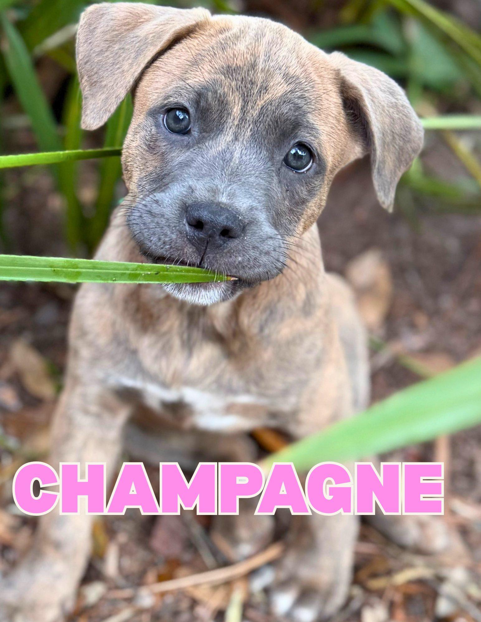 Champagne, ADOPTABLE, Puppy Female American Bully.