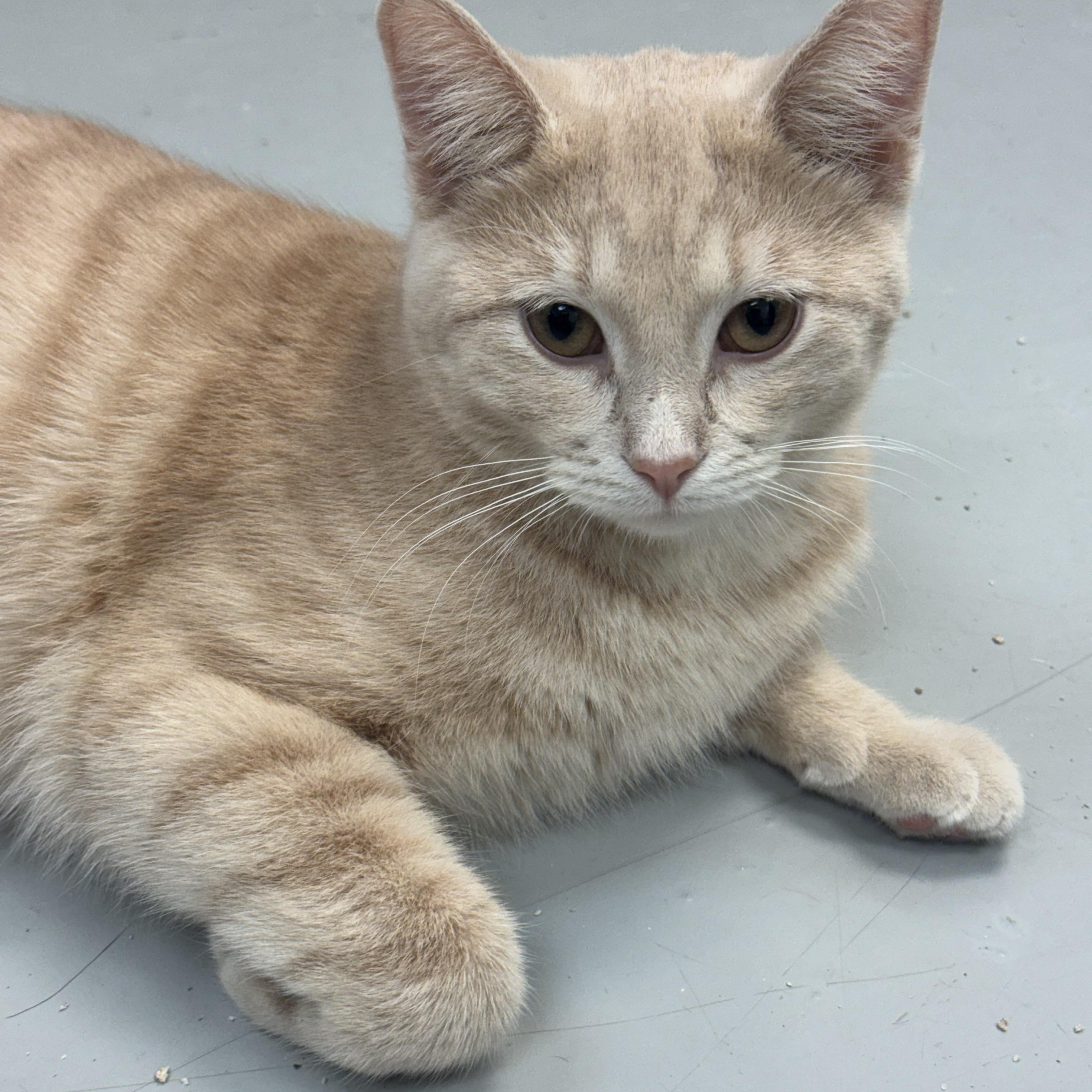 Sammie, Adoptable, Young Male Domestic Short Hair.