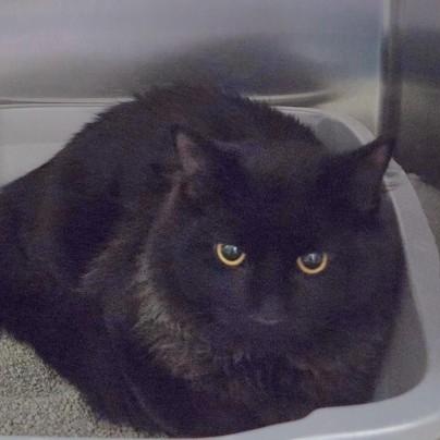 Enlarge Kyle, an adopted Domestic Long Hair in Worcester, MA image 1/1
