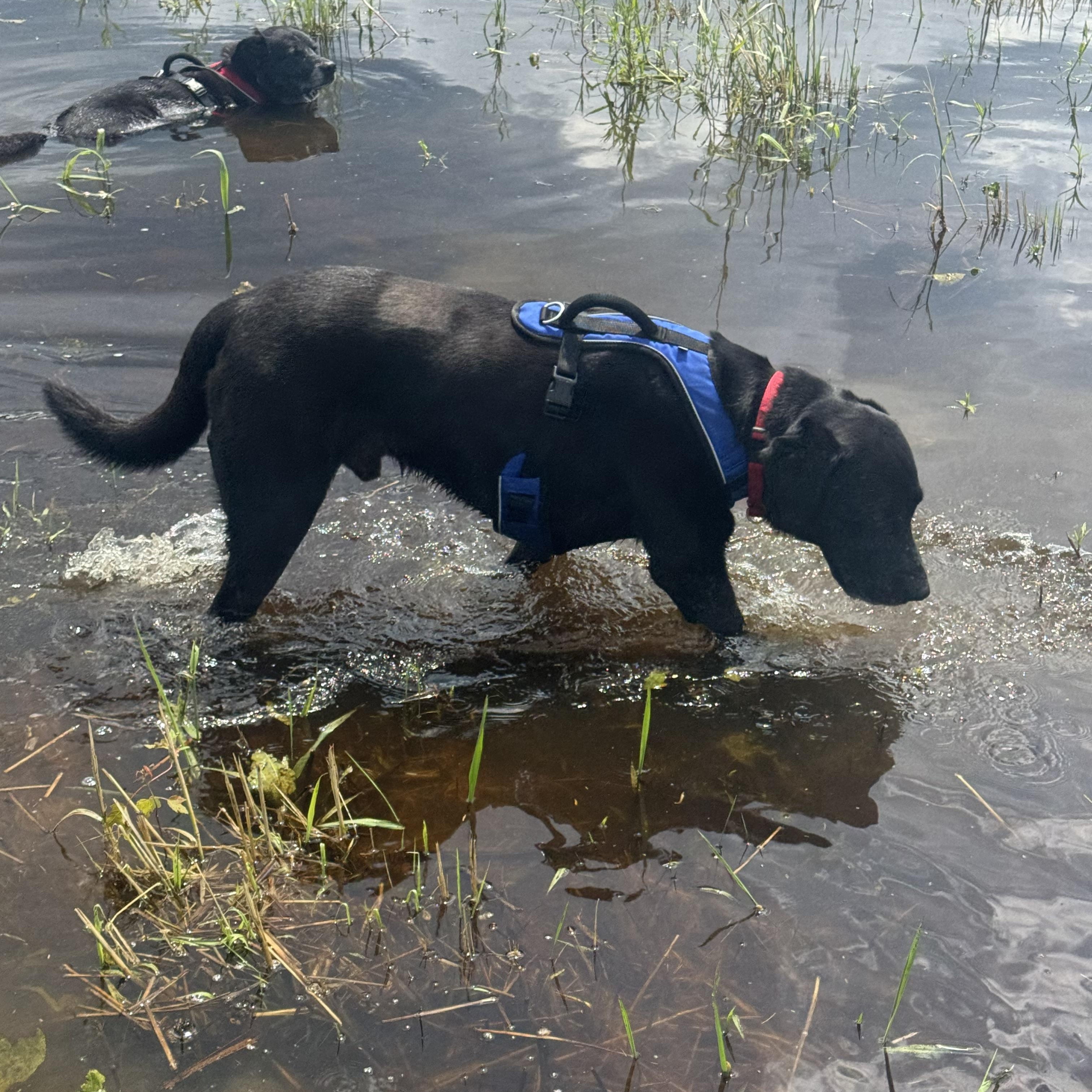Enlarge Lucky - in Vermont, an adopted Labrador Retriever in Wellesley , MA image 5/5