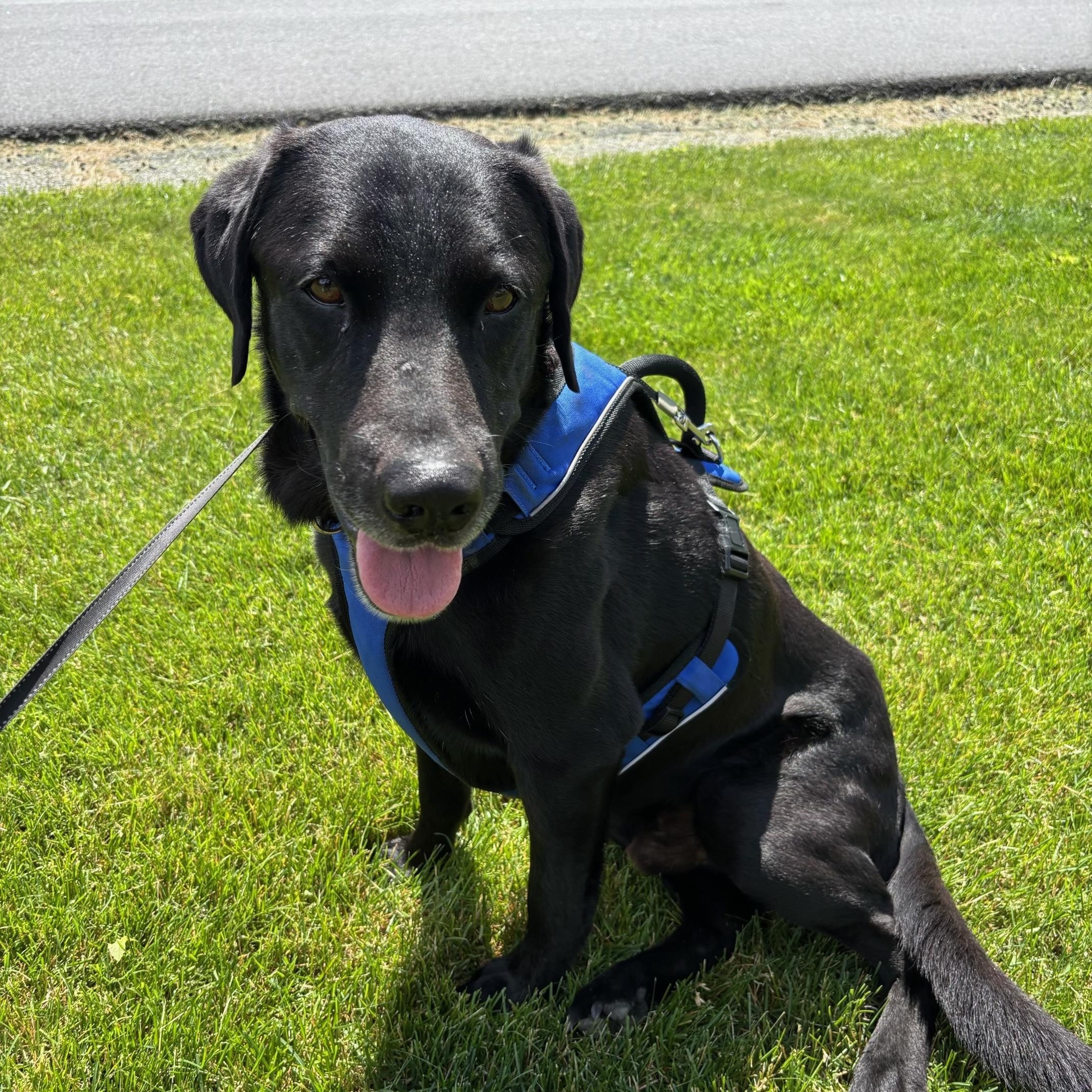 Lucky - in Vermont, adopted, Adult Male Labrador Retriever.