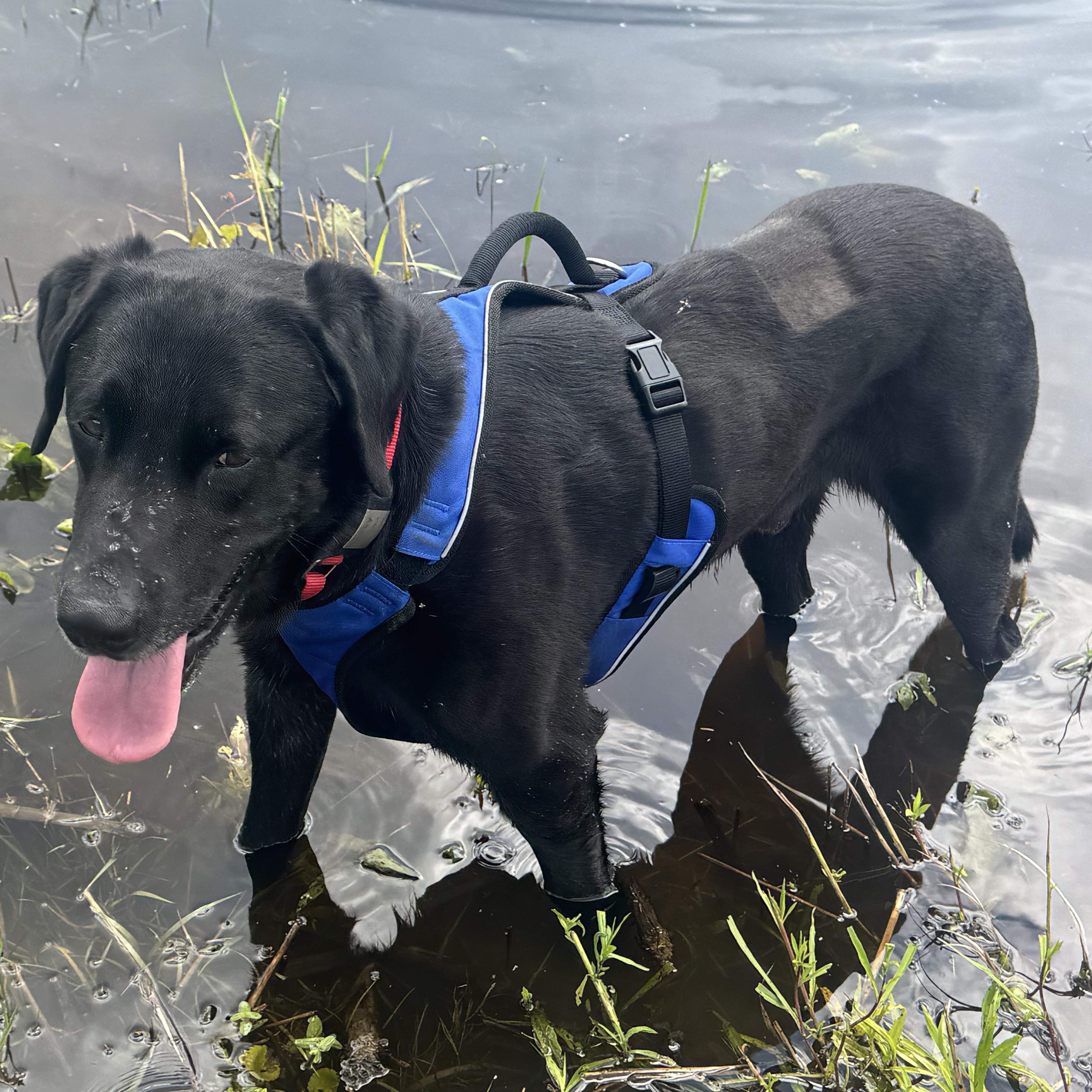 Enlarge Lucky - in Vermont, an adopted Labrador Retriever in Wellesley , MA image 4/5