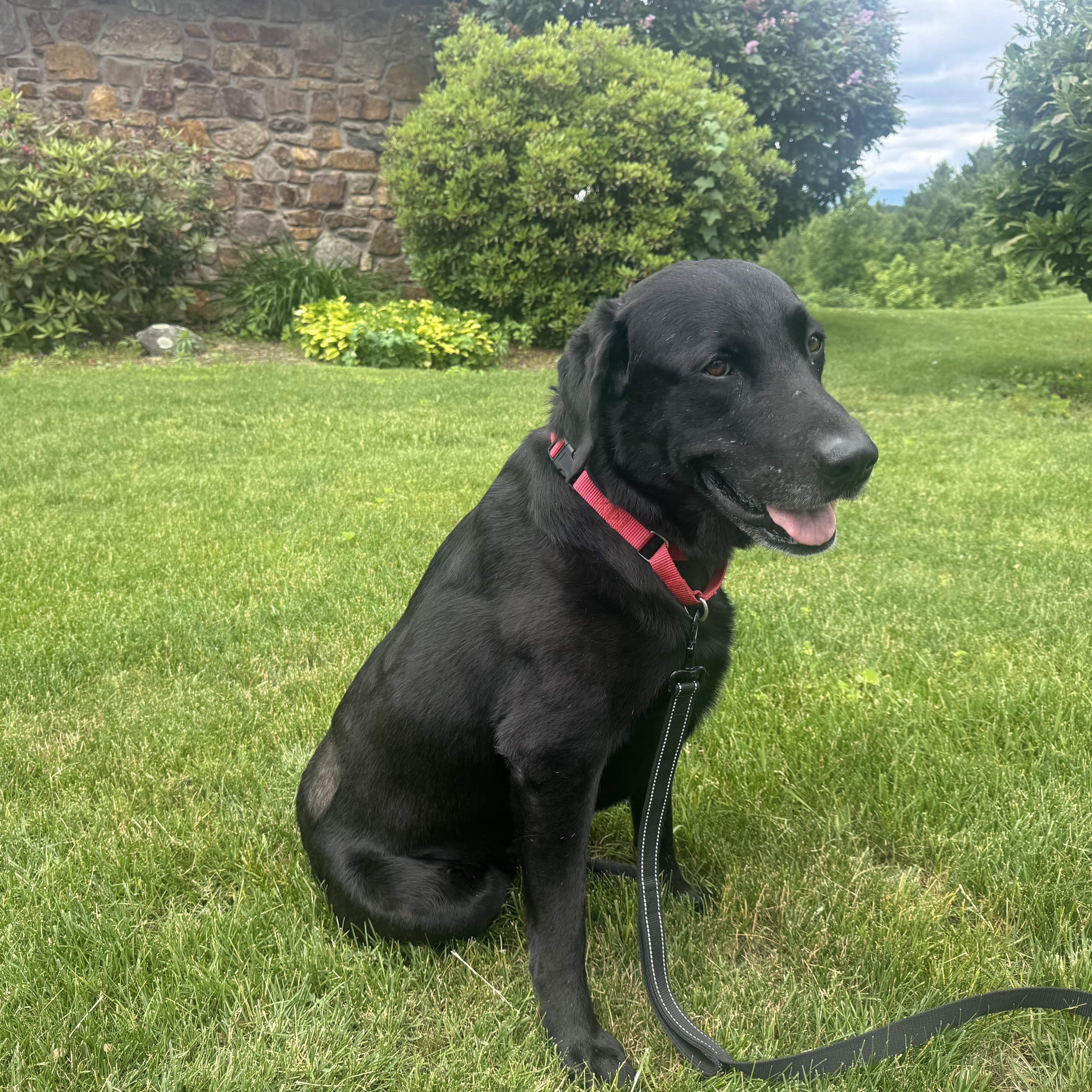 Enlarge Lucky - in Vermont, an adopted Labrador Retriever in Wellesley , MA image 2/5