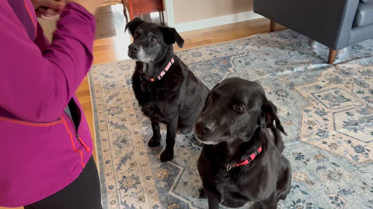 Enlarge Lucky - in Vermont, an adopted Labrador Retriever in Wellesley , MA video 3/5