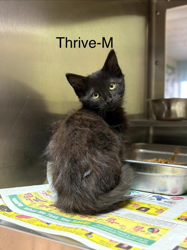 Enlarge Thrive, a Adoptable Domestic Short Hair in Nacogdoches, TX image 1/1