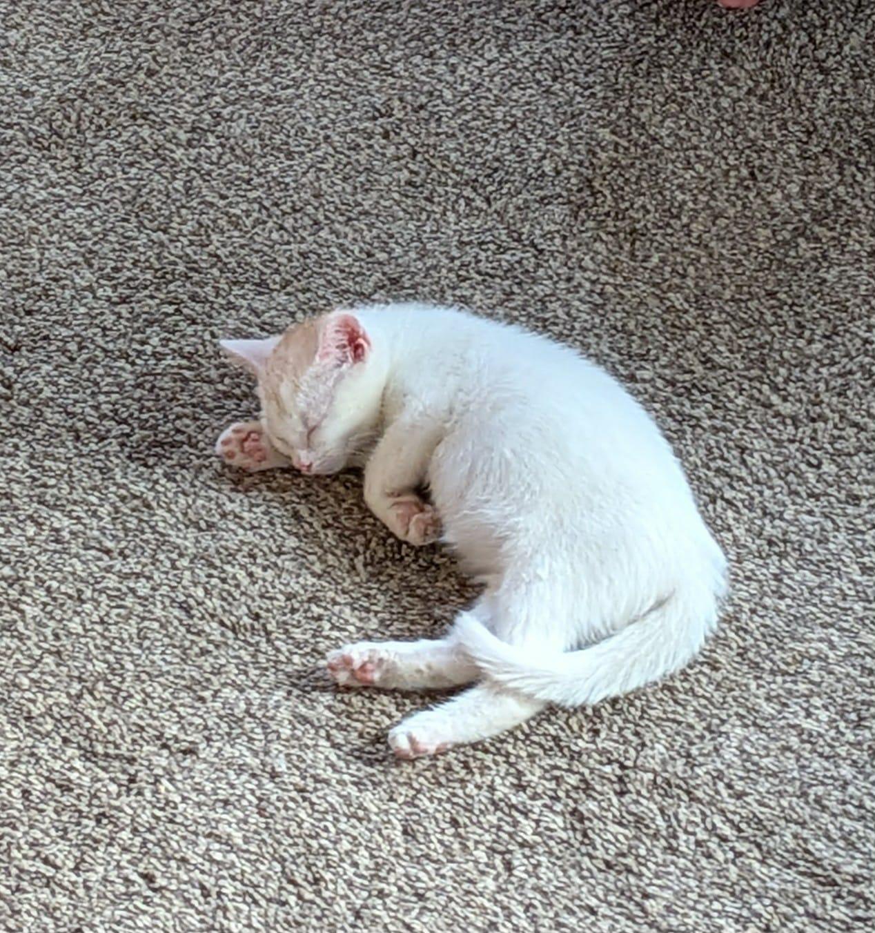 Rogue, an adopted Domestic Short Hair in Manchester, CT image 1/5