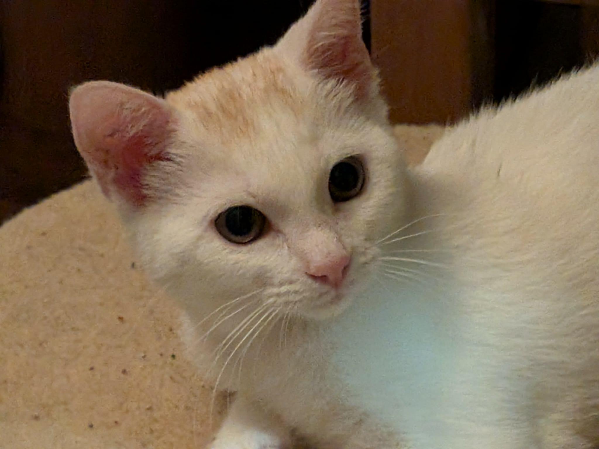 Rogue, an adopted Domestic Short Hair in Manchester, CT image 2/5