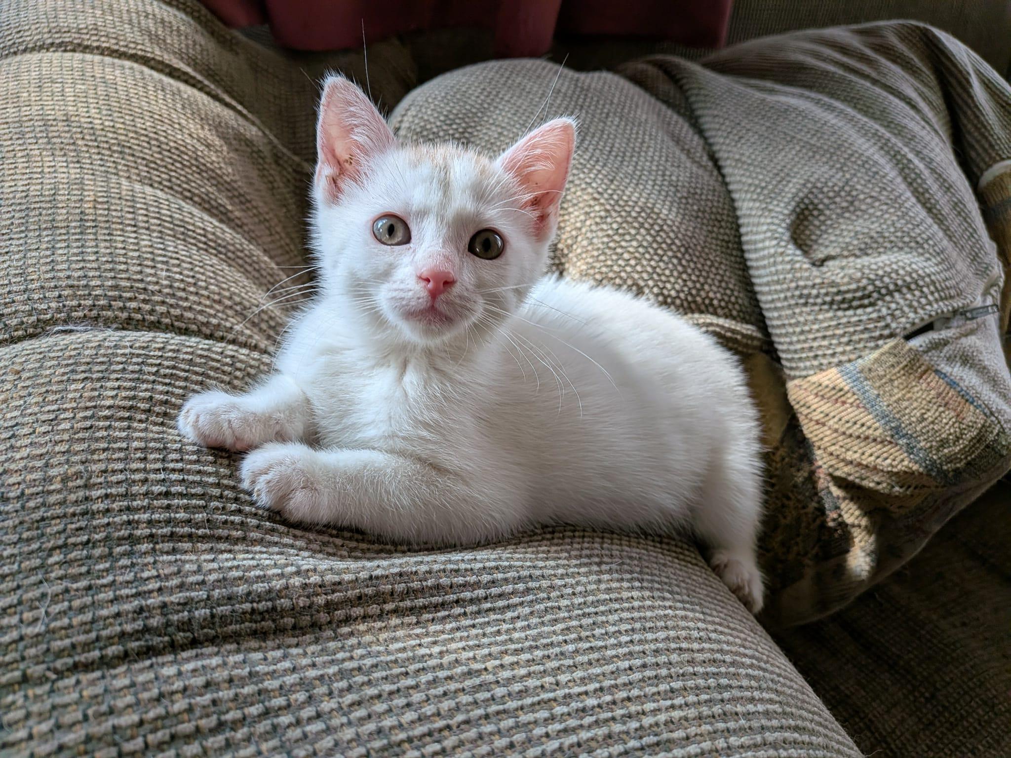 Rogue, an adopted Domestic Short Hair in Manchester, CT image 3/5