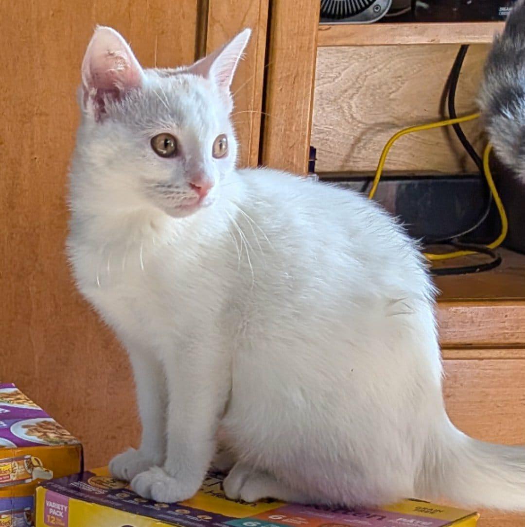 Rogue, an adopted Domestic Short Hair in Manchester, CT image 4/5