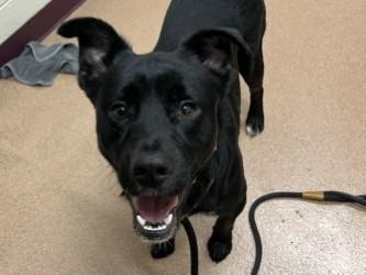 Bandit, Adoptable, Young Male Labrador Retriever & Mixed Breed.