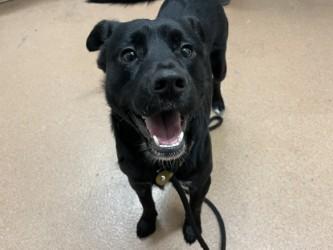 Enlarge Bandit, a Adoptable mixed breed in Boulder, CO image 2/2