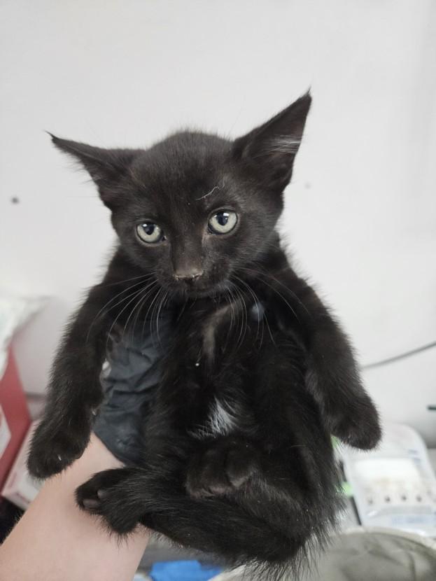 SALEM, Adoptable, Young Female Domestic Short Hair.