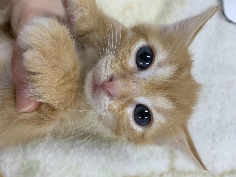 Crush, Adopted, Kitten Male Domestic Short Hair.