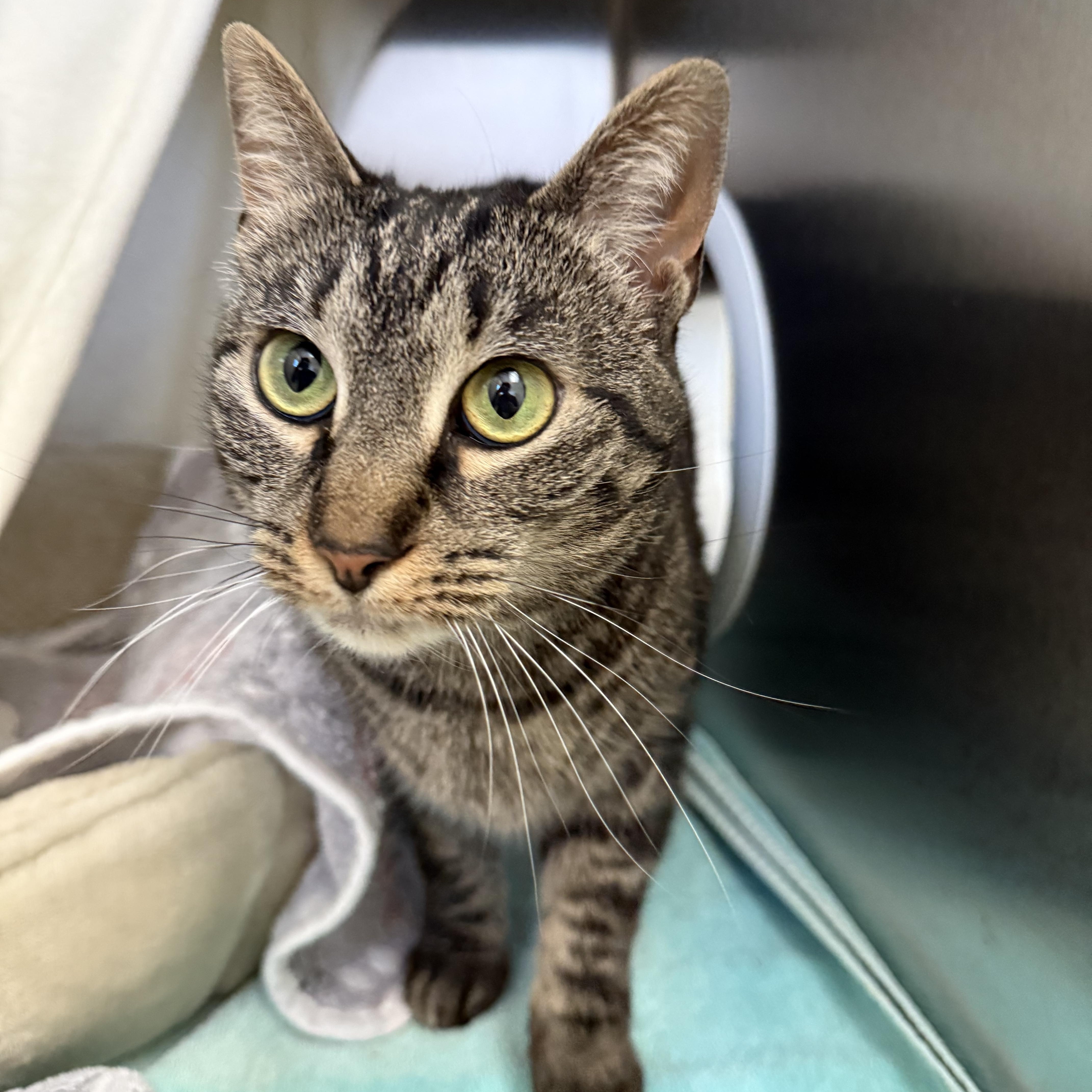 Kinder, ADOPTABLE, Adult Female Domestic Short Hair.