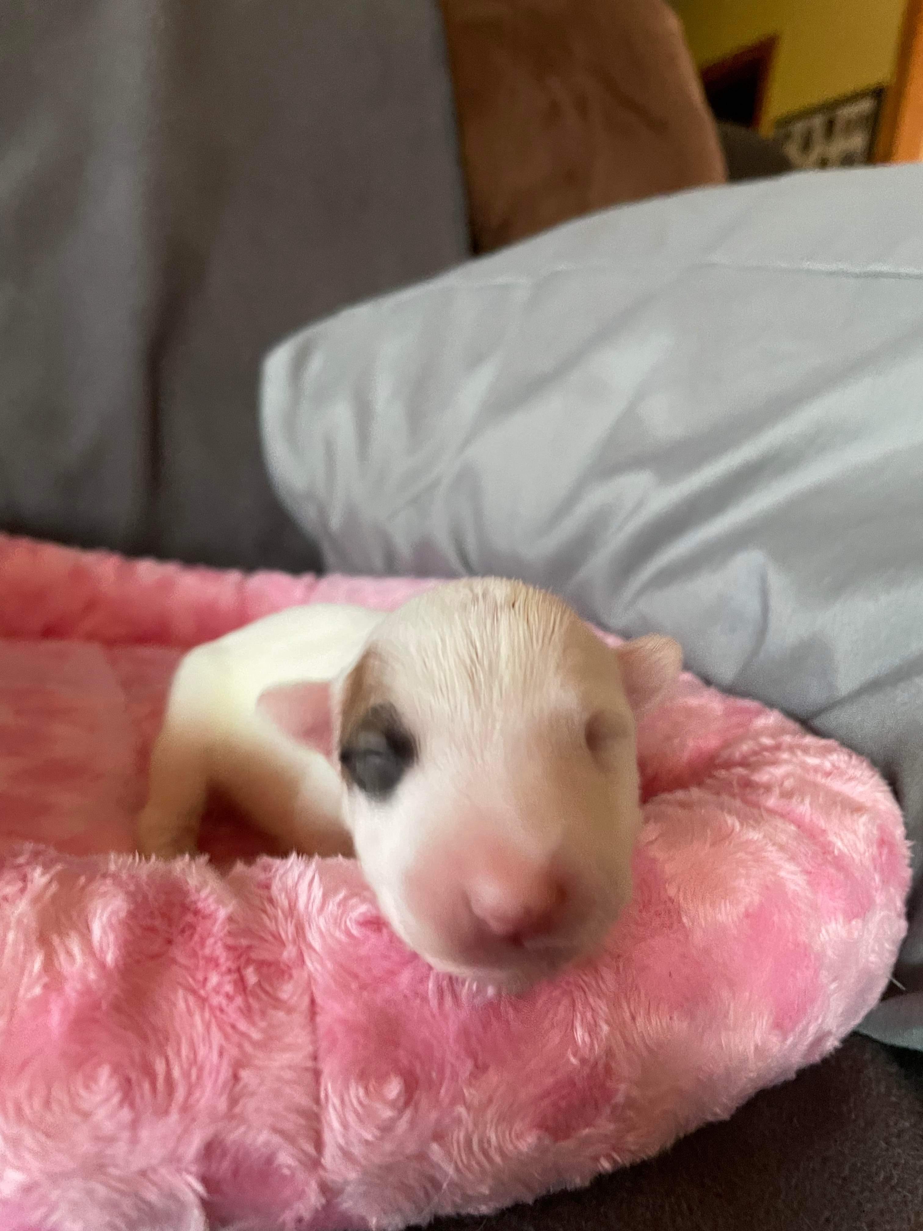 22-014 Egg Cream, Adopted, Adult Female Bull Terrier.