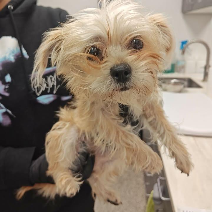 Lassie, Adopted, Adult Female Terrier.