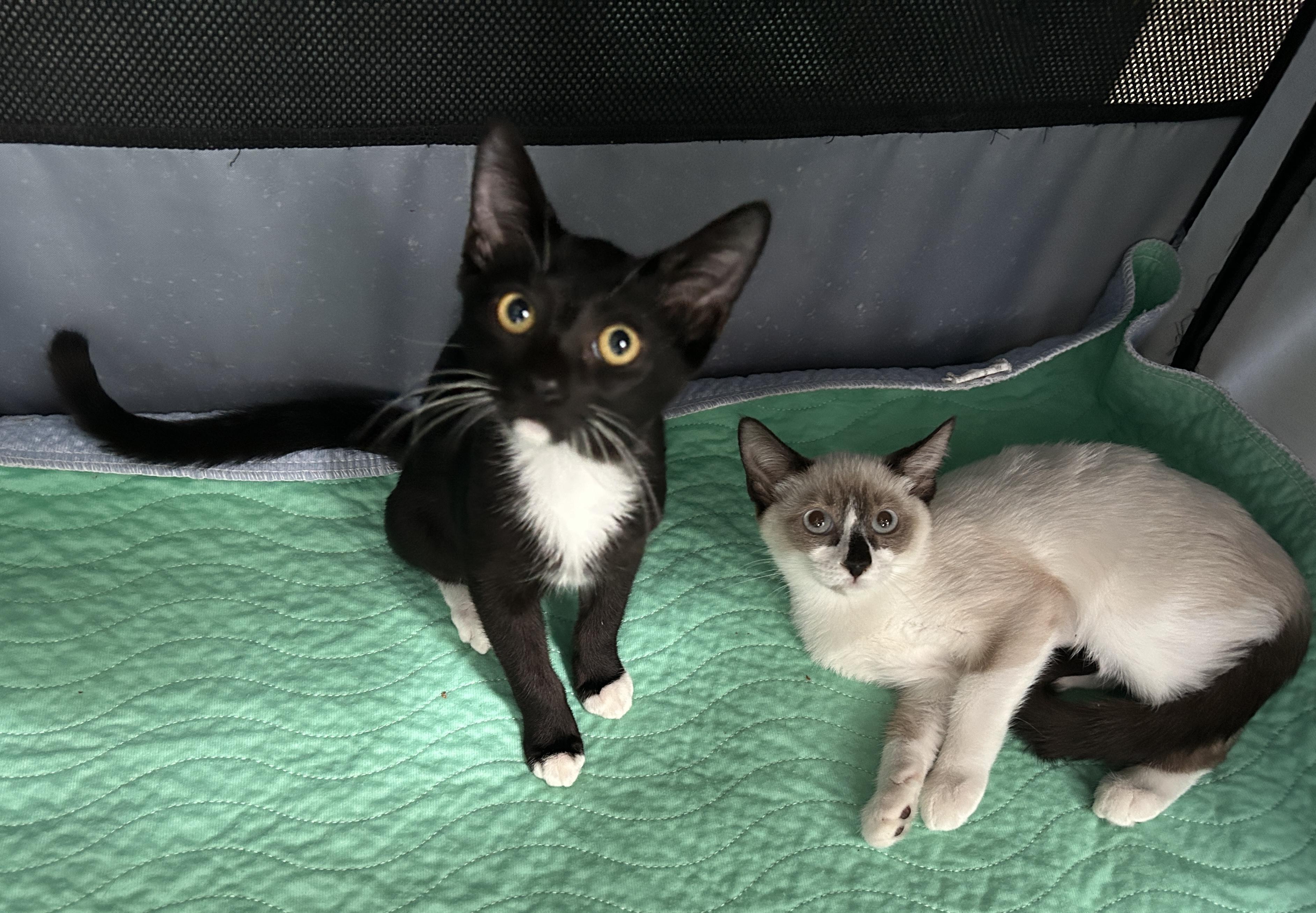 Bojangles & Bombay, Adopted, Kitten Female Domestic Short Hair & Siamese.