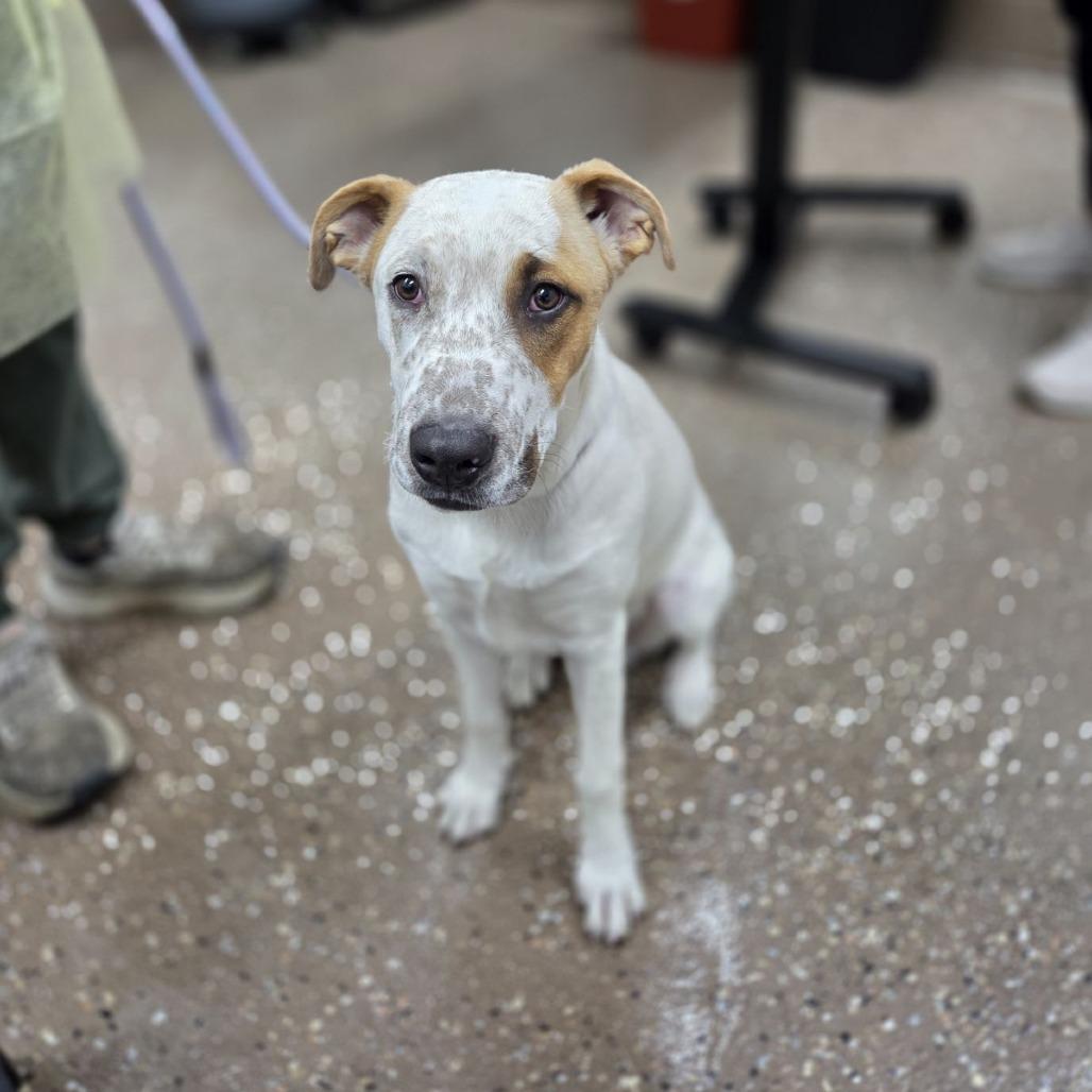 Franky, Adoptable, Young Male Cattle Dog & Retriever.