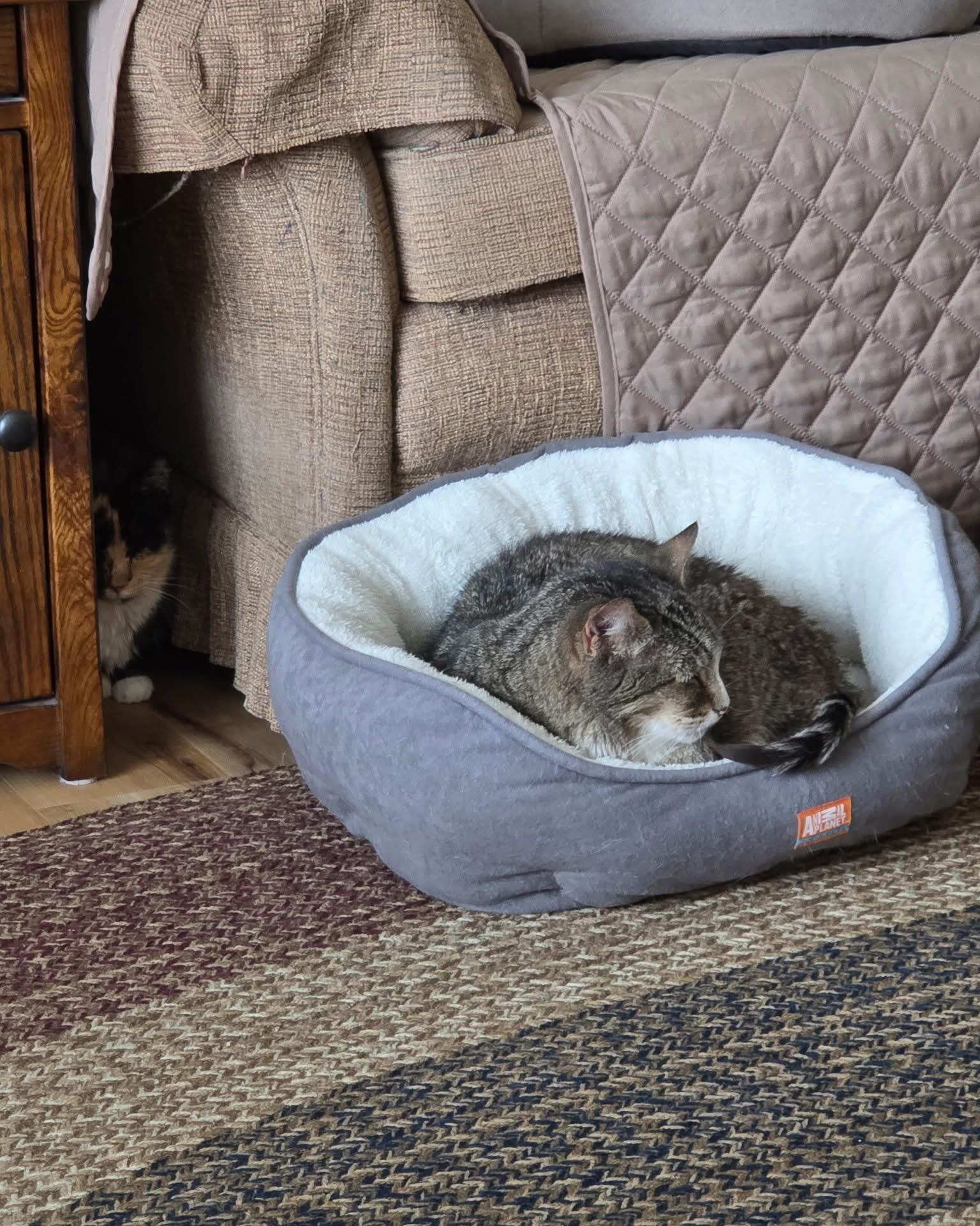 Mackey, adopted, Senior Male Domestic Short Hair.
