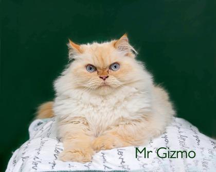 Mr. Gizmo, Adoptable, Adult Male Himalayan & Domestic Short Hair.