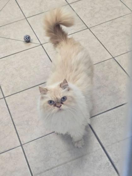 Enlarge Mr. Gizmo, a Adoptable mixed breed in Parma, OH image 2/2