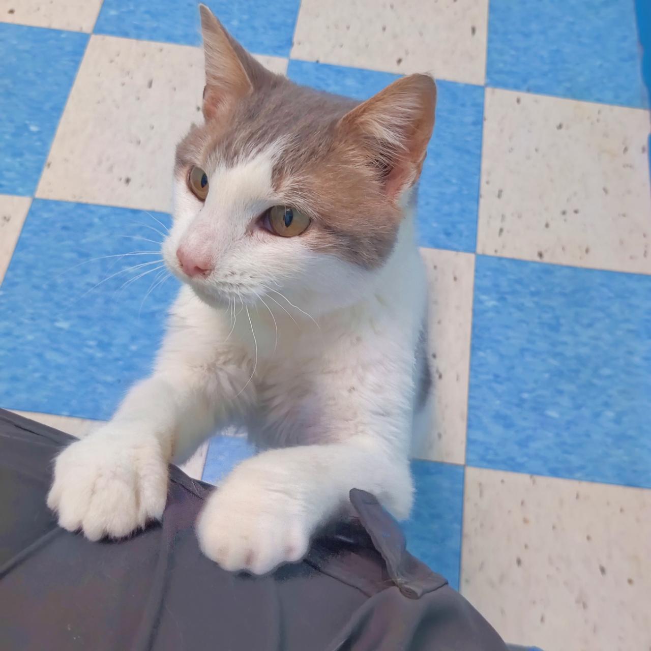 Fork- Let This Tiny Toothless Snuggler Adore You!, Adoptable, Adult Male Domestic Short Hair.