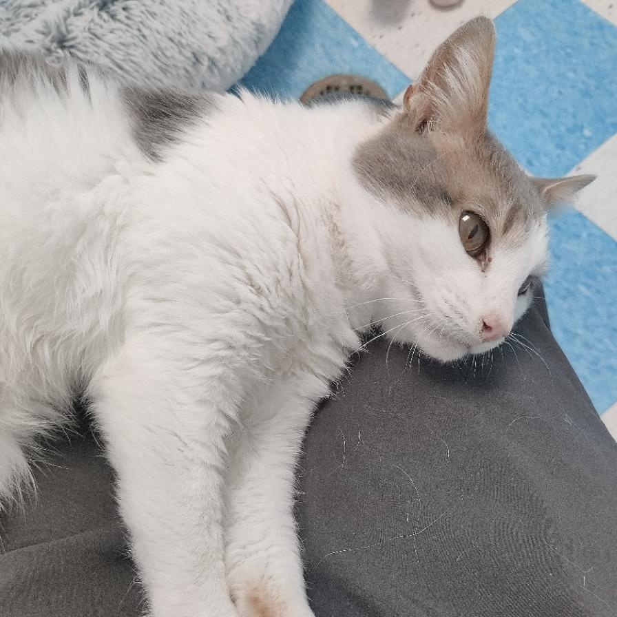 Fork- Let This Tiny Toothless Snuggler Adore You!, a Adoptable Domestic Short Hair in Berryville, VA image 5/5