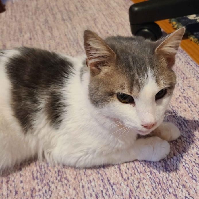 Fork- Let This Tiny Toothless Snuggler Adore You!, a Adoptable Domestic Short Hair in Berryville, VA image 2/5