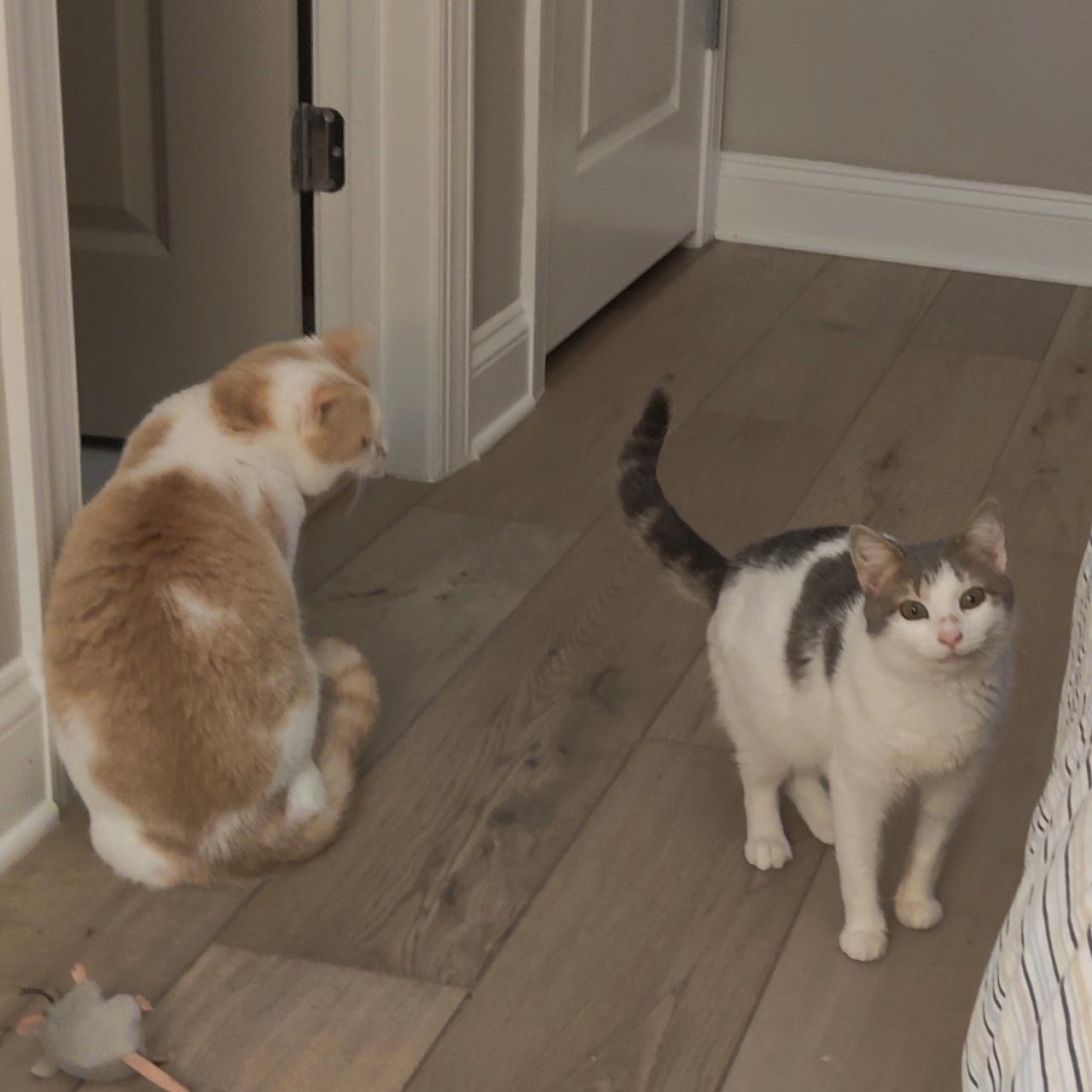 Fork- Let This Tiny Toothless Snuggler Adore You!, a Adoptable Domestic Short Hair in Berryville, VA image 3/5