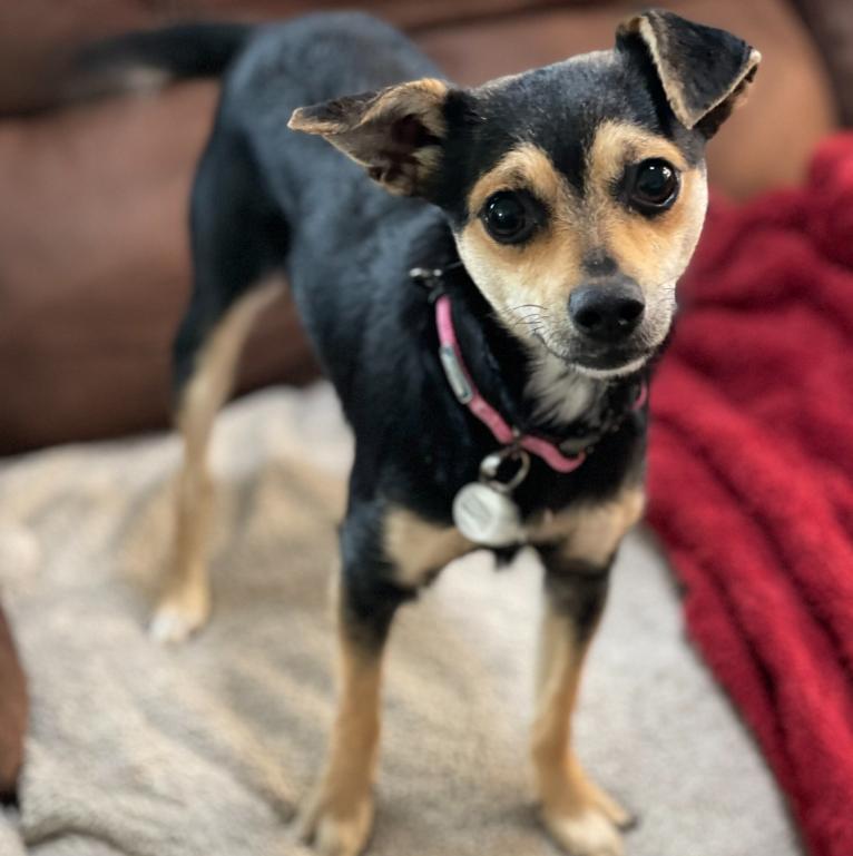 Misty, adopted, Young Female Chihuahua & Miniature Pinscher.