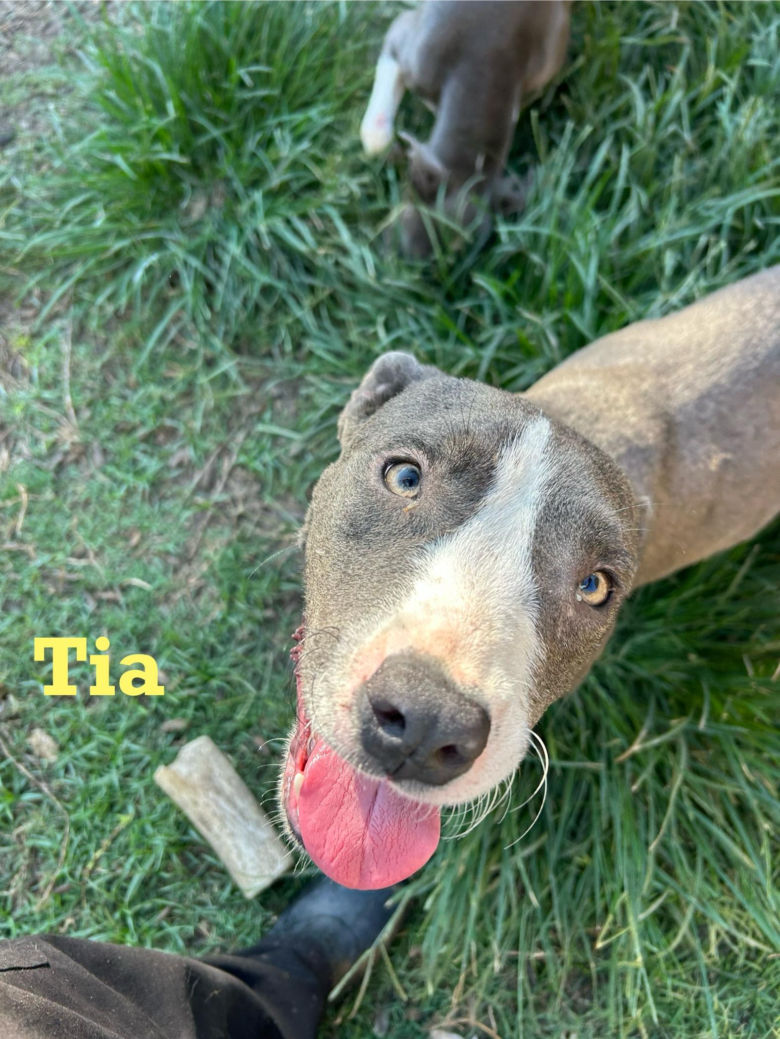 Tia 1