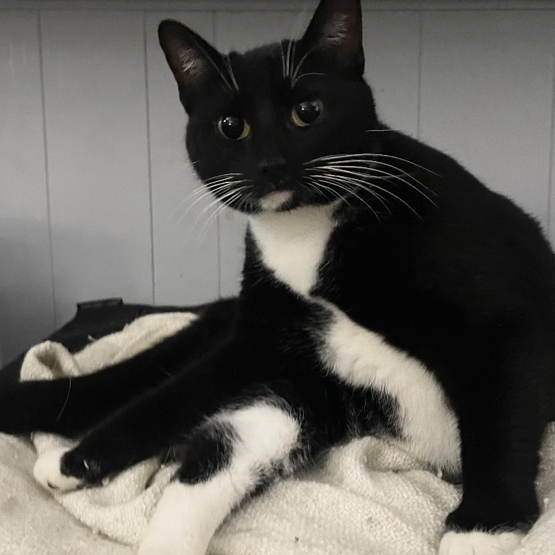 Enlarge Olympia, an adopted Domestic Short Hair in Colorado Springs, CO image 3/6