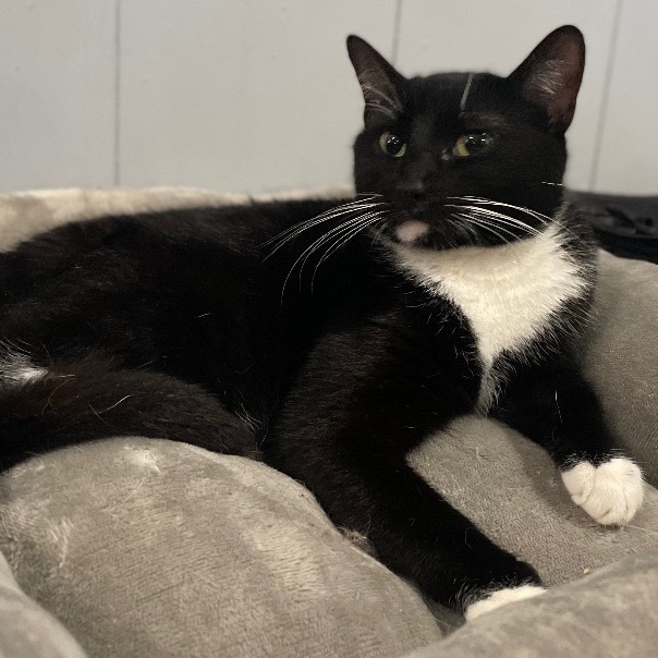 Enlarge Olympia, an adopted Domestic Short Hair in Colorado Springs, CO image 5/6