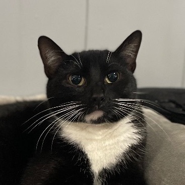 Enlarge Olympia, an adopted Domestic Short Hair in Colorado Springs, CO image 2/6