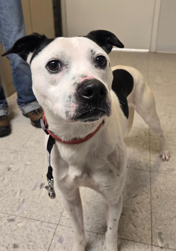 Enlarge Hootie, a Adoptable mixed breed in Sandusky, OH image 1/1